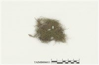 藏品(小多枝苔)的圖片